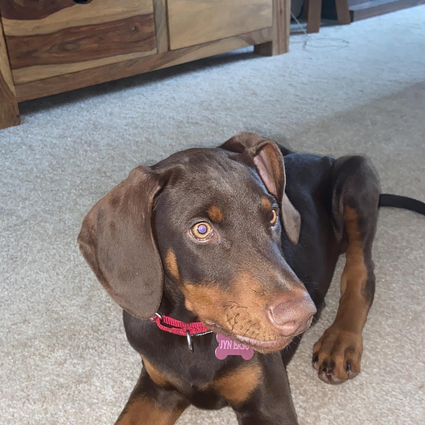 Cachorro Doberman
